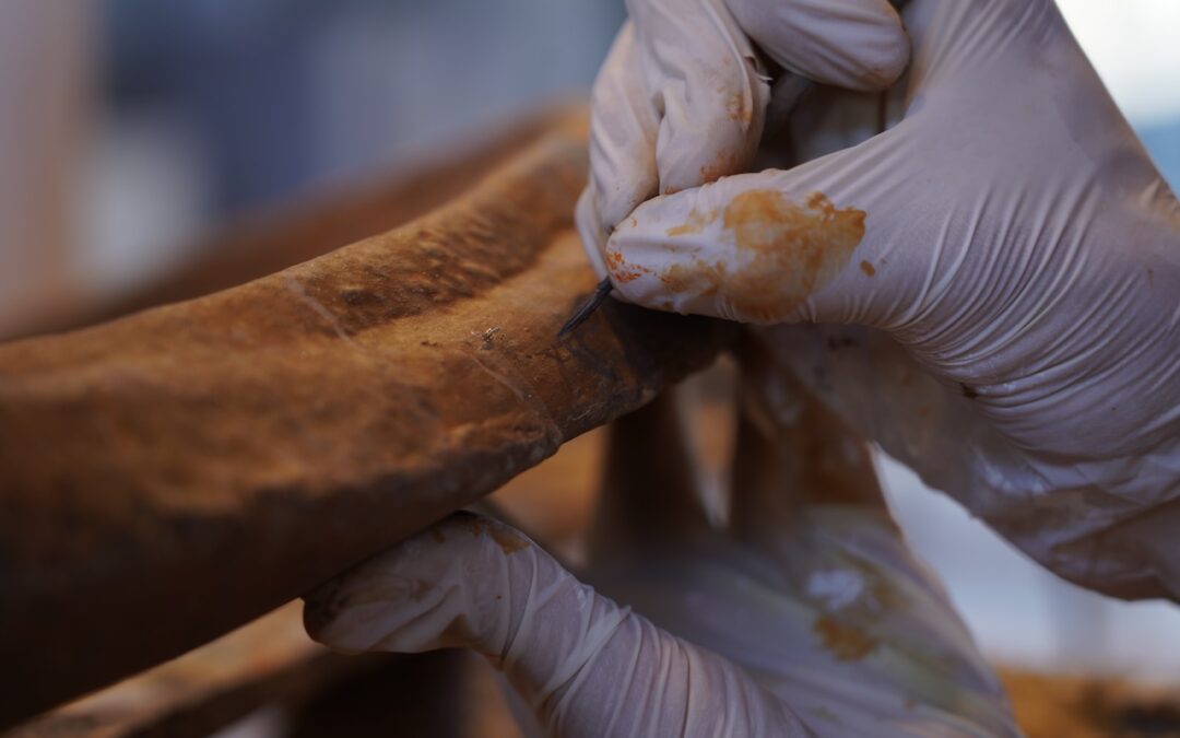 La repubblica-A Trieste si ricostruisce il dinosauro “Big John”