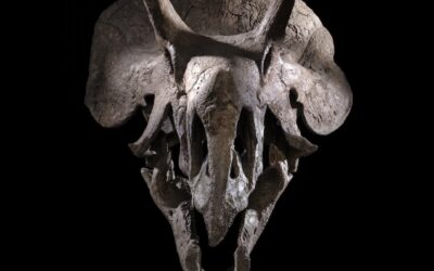 La collaborazione Zoic–Rhenus porta la paleontologia nel mondo