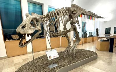 Zoic Srl al Museo Civico di Storia Naturale di Comiso