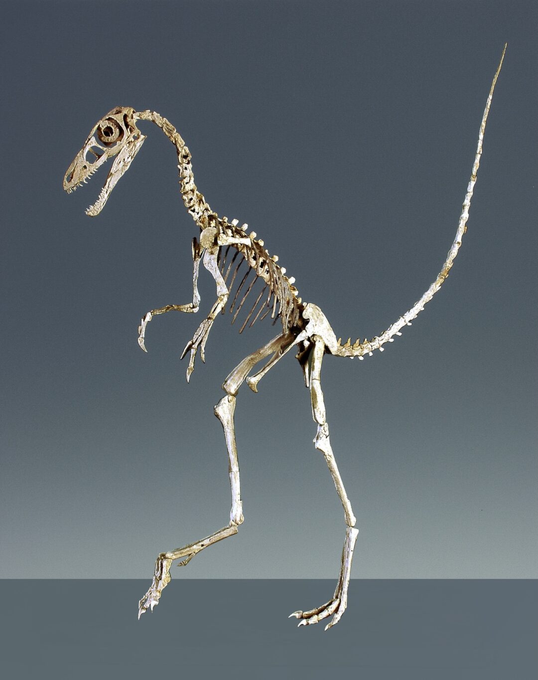 Sinosauropteryx prima
