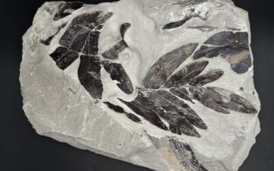 ZOIC S.r.l. a Mineral & Gem 2026 – Sainte-Marie-aux-Mines